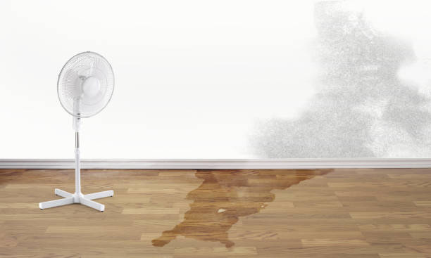 Best Basement water damage restoration  in Marienville, PA