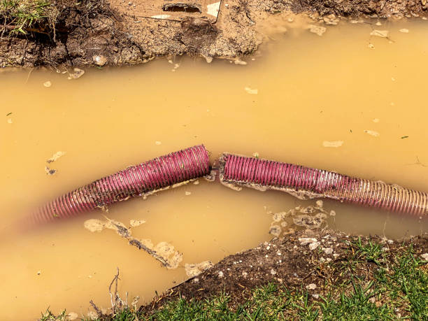 Best Professional water damage repair  in Marienville, PA
