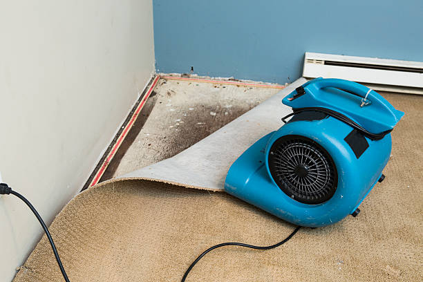 Best Basement water damage restoration  in Marienville, PA